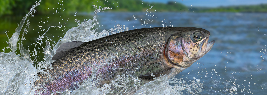 Fly Fishing, Northern Ontario Canada